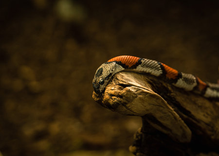 Red-nosed kingsnake, Lampropeltis triangulum vulgare