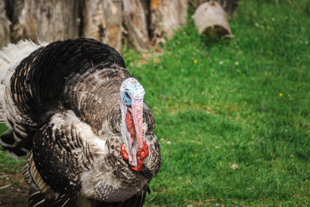 Portrait of a turkey on a background of green grass in the parkの写真素材