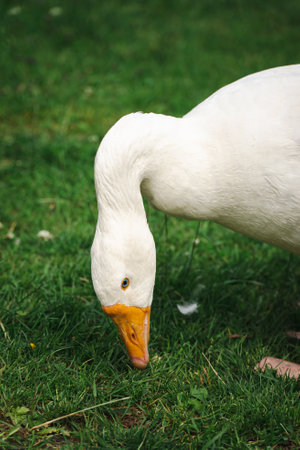 white goose on the grass in the park, closeup of photoの写真素材
