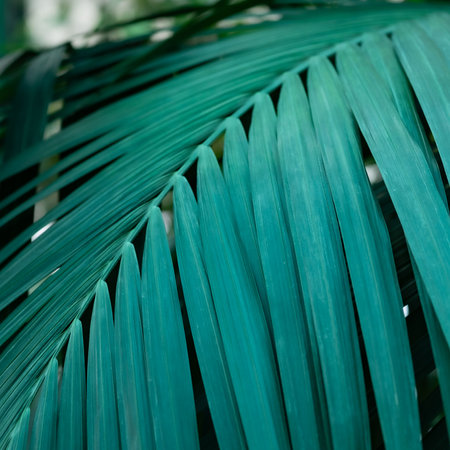 Close up of green palm leaf. Tropical background with copy space.の写真素材