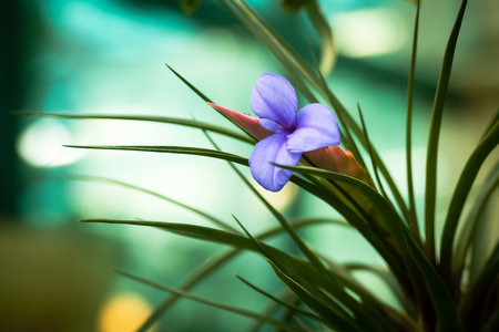 Beautiful purple flower in the garden with blurred background and copy space.