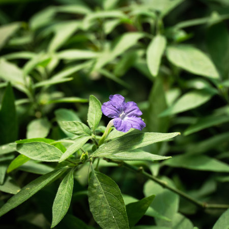 Purple flower in the garden with green leaf background, Thailand.の写真素材