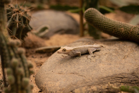 Close up view of a gecko on a rock.の写真素材