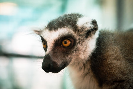 Ring-tailed lemur (Lemur catta) portraitの写真素材