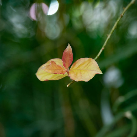 A close up shot of the leaves of a bougainvillea plantの写真素材