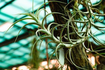 Close up of succulent plants in greenhouse, beautiful nature background.