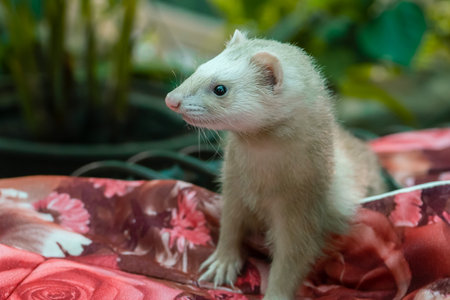 Portrait of a white ferret on a background of green plantsの写真素材