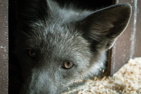 Portrait of a gray fox, close-up