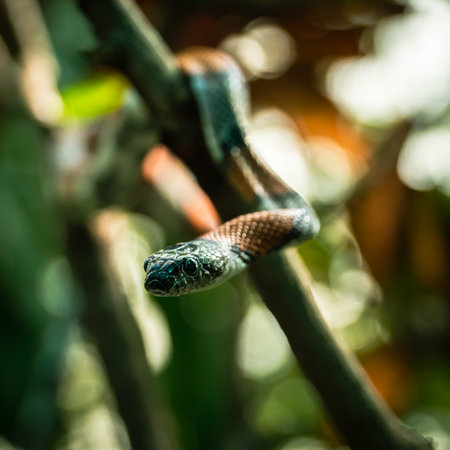 Close up of a snake on a branch in the rainforest.の写真素材