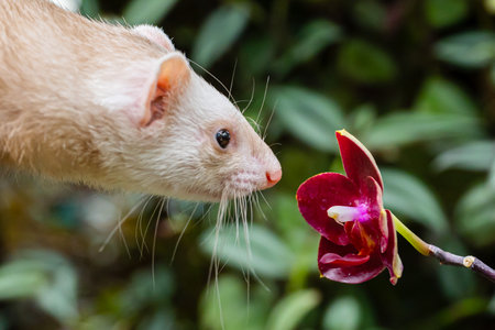 White domestic rat with red orchid flower in the garden, stock photoの写真素材