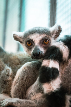 Ring-tailed lemur (Lemur catta) in cageの写真素材