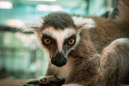 Ring-tailed lemur (Lemur catta) in zooの写真素材