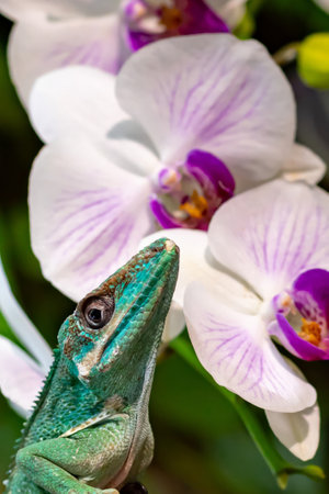 Close up of a green chameleon on a white orchidの写真素材