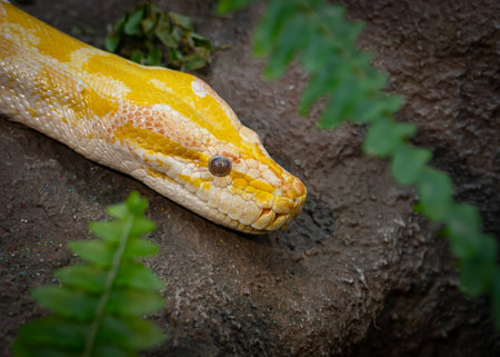 Yellow Burmese Python (Python reticulatus), Thailandの写真素材
