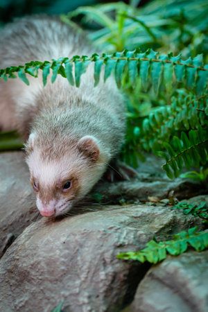 Ferret on the rock in the jungle. Selective focus.の写真素材