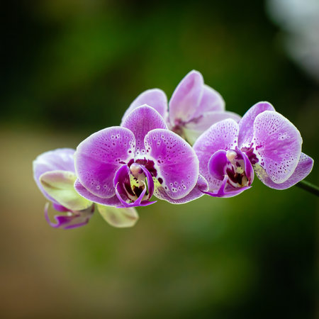 Beautiful purple orchid flower on a green background close-up