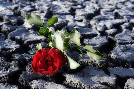 flower on the cracked groundの写真素材