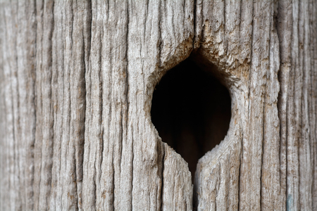old trunk with a hole where he could have a bird's nestの写真素材