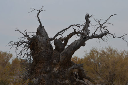 Populusの写真素材