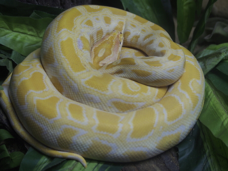 gold Reticulated python