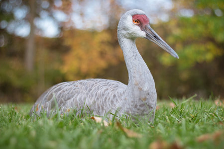 Resting sandhill crane in the grass with fall color in the backgroundの写真素材