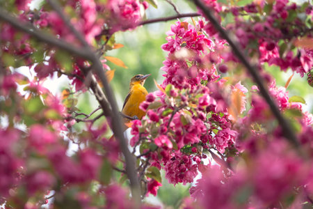 spring time with an oriole framed in the crabapple bloomsの写真素材