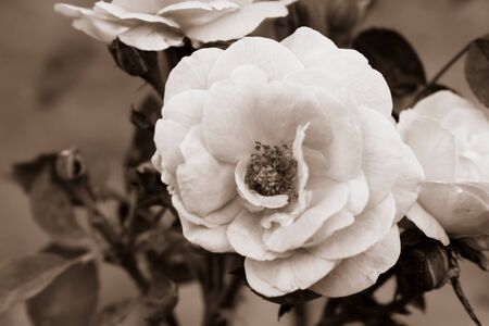 flowers stock photos in natural condition with it leaves, branches and other natural surroundingsの写真素材