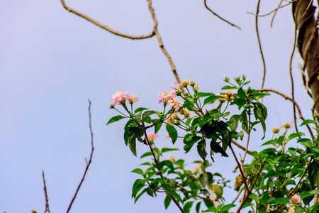 flowers stock photos in natural condition with it leaves, branches and other natural surroundingsの写真素材