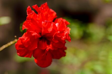 flowers stock photos in natural condition with it leaves, branches and other natural surroundingsの写真素材