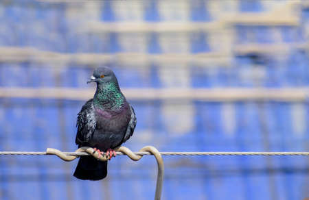 Why donât birds get electrocuted sitting on power linesの写真素材