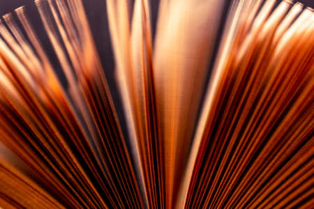 Book pages are fanned due to air flow in a dark roomの写真素材