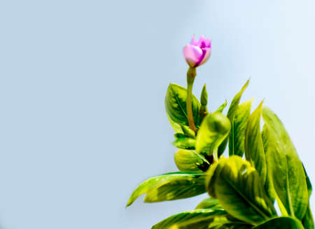 A houseplant is a plant that is grown indoors in places such as residences and offices, namely for decorative purposes, but studies have also shown them to have positive psychological effectsの写真素材