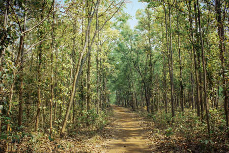 tropical botanical eco park West Bengal, Indiaの写真素材