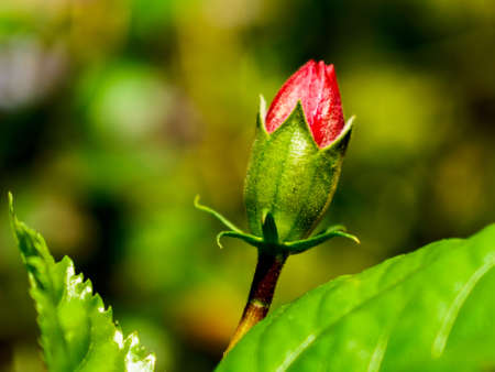 Hibiscus flower with leaves and branches in flower garden