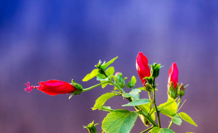 Hibiscus flower with leaves and branches in flower gardenの写真素材