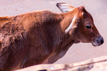 Holy cows walking on the street in West Bengal state of Indiaの写真素材