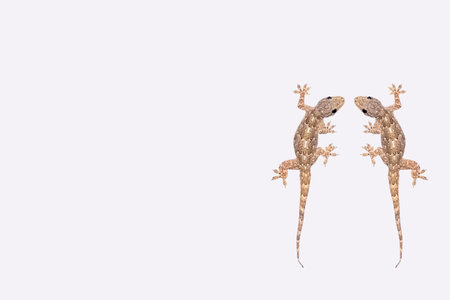 House lizard (Hemidactylus platyurus) isolated on white backgroundの写真素材