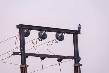 a pigeon is resting on a city electric transformer topの写真素材