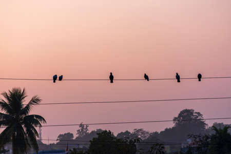Many pigeons resting on high voltage electric wire in a city; birdsâ city lifeの写真素材