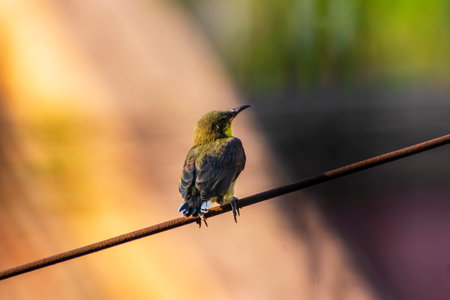 Olive backed purple sunbird sitting on a electric cable looking for foodの写真素材