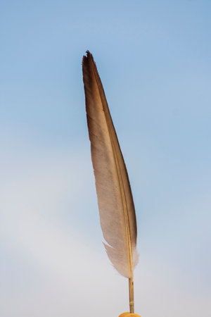 single feather of a pigeon bird with blurred sky backgroundの写真素材