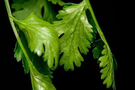 Fresh coriander leaves on black background aromatic green leaves used to flavour and garnish food...