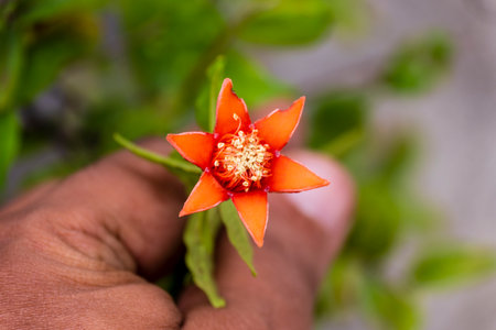 man hand holding a fully bloomed pomegranate flower on small pomegranate plant with blur background macro photographyの写真素材