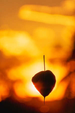 Sunset behind a banyan tree leaf seems catching fire flame on leafの写真素材