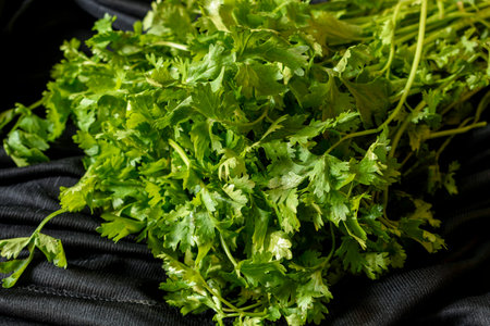 A sprig of fresh coriander leaves on a black background a healthy and vitamin mineral rich vegetable