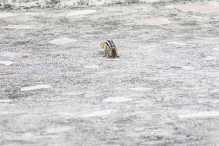 A squirrel looking around for food on a concrete terrace surfaceの写真素材