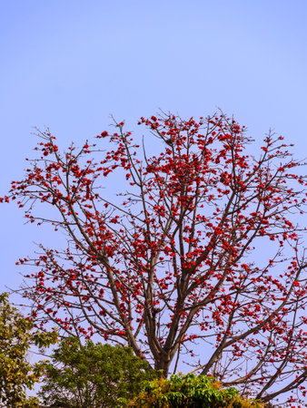 At the end of winter, the shimul tree is full of shimul flowers nature photoの写真素材
