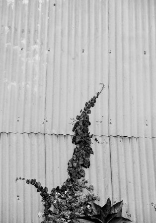 Lush bushes growing in tin sheds, an abstract black and white photographyの写真素材