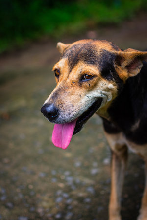 A cheerful dog showing a friendly expression with its tongue out while outdoors in a natural setting. The bright and vibrant background enhances the joyful and lively mood of the scene.の写真素材