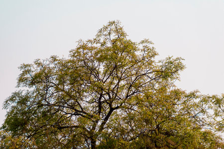 A beautifully detailed tree canopy stands against a calm, clear sky, showcasing harmony between...
